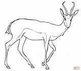 Springbok Coloring Antelope Pages Gazelle Drawing Printable Color Pronghorn Kids Draw Animal Print Drawings Dot Crafts sketch template