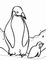 Penguin Coloring Christmas Pages Advertisement Penguins sketch template
