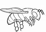Bumblebee Pollinator Clipartmag sketch template