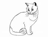 Gambar Kucing Mewarnai Lucu sketch template