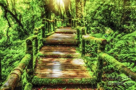 Moss Around The Wooden Walkway In Rain Forest Photograph By Anek