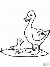 Duck Duckling Coloring Clipart Mama Pages Ugly Drawing Printable Getdrawings Clipground Paper Color sketch template