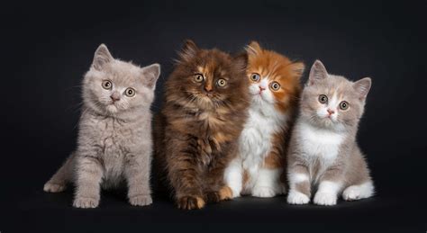 cats   coloured kittens cat world