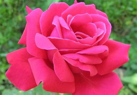 gambar bunga mawar lengkap  jenis jenisnya