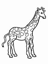Giraffe Coloring Pages Baby Cute Drawing Kids Realistic Adults Face Printable Getcolorings Getdrawings Giraffes Color Adult sketch template