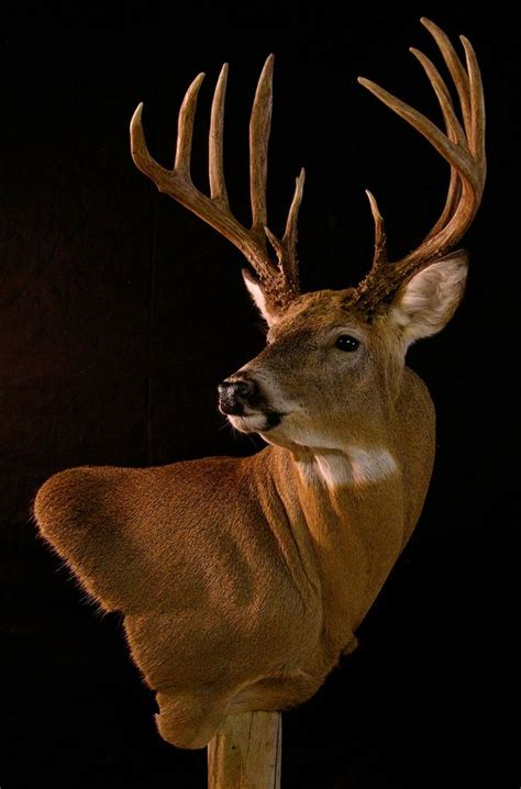 1000 Images About Whitetail Mounts On Pinterest Deer Mounts