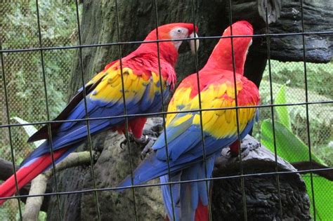 colorful parrots colorful parrots la paz waterfall gardens parrot