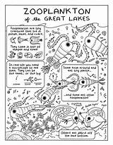 Stormwater Materials Kids Educational Informational Coloring Lakes Zooplankton Great Activity sketch template