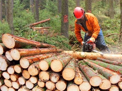 photo logging bark processing sawed   jooinn