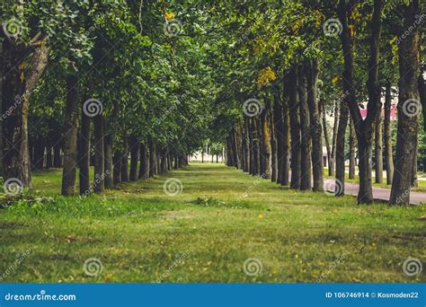 road  trees  multiple leaves   summer sunny day stock