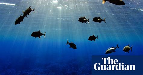 pitcairn islands underwater treasures revealed in pictures