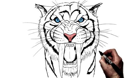 draw  sabertooth tiger step  step youtube