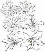 Lily Outline Flower Water Drawing Tattoo Stargazer Daisy Coloring Metacharis Tattoos Deviantart Drawings Tiger Pages Flowers Clipart Lilies Line Getdrawings sketch template