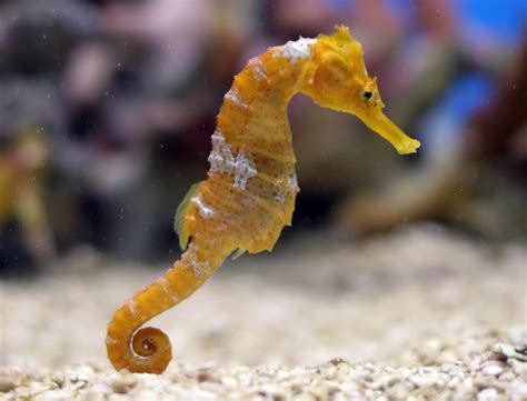 seahorses wild animals news facts
