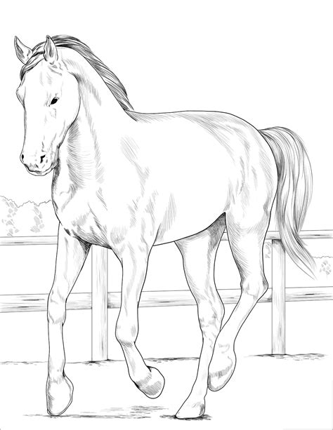 kolorowanka  koniem  zagrodzie kolorowanki na gifyagusipl