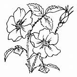 Rose Flowering sketch template