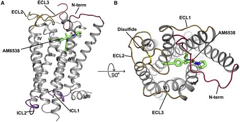 Crystal Structure Of The Human Cannabinoid Receptor Cb1 Cell