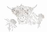 Highland Cow Pages Coloring Template Sketch Templates sketch template