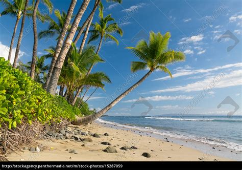 tropischer strand mit palmen lizenzfreies bild