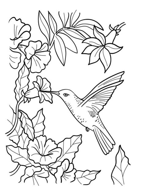 printable hummingbird coloring pages printable world holiday