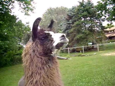 cutest baby llama  youtube