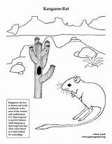Coloring Rat Kangaroo Desert Exploringnature Pages Science Rats sketch template