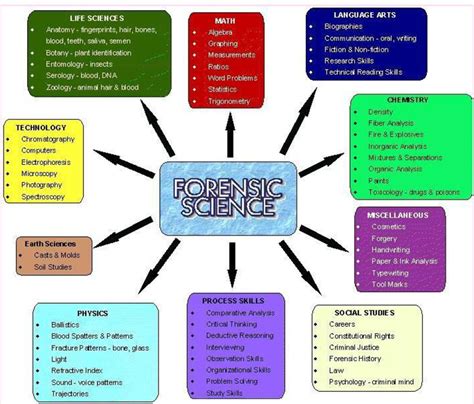 the dental stop forensic dentistry