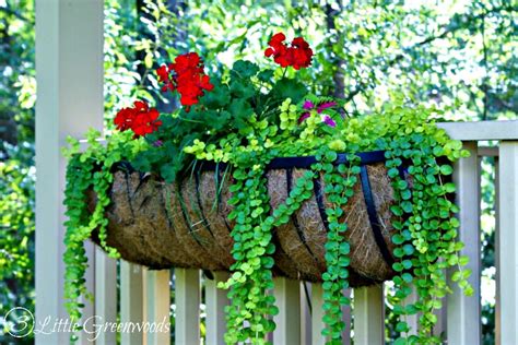 the best plants for hanging baskets on front porches