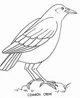 Cioara Colorat Corvo Desene Pasari Planse Ciori Imagini Salbatice Uccelli Starklx Animalstown sketch template