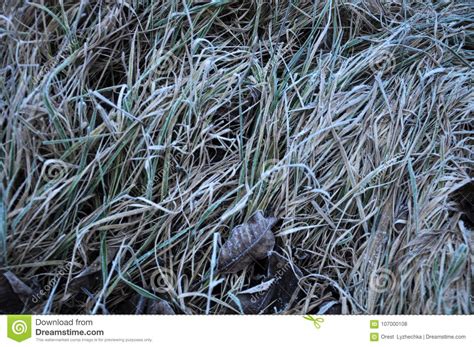 background  texture  dry grass stock photo image  pattern retro