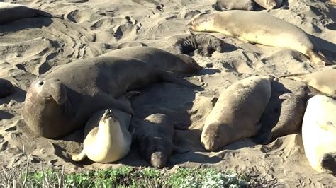The Mating Ritual Of Elephant Seals Youtube