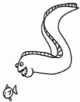 Eel Coloring Pages Color Electric Animals Animal Drawing Moray Print Sheet Getdrawings Back Animalstown sketch template