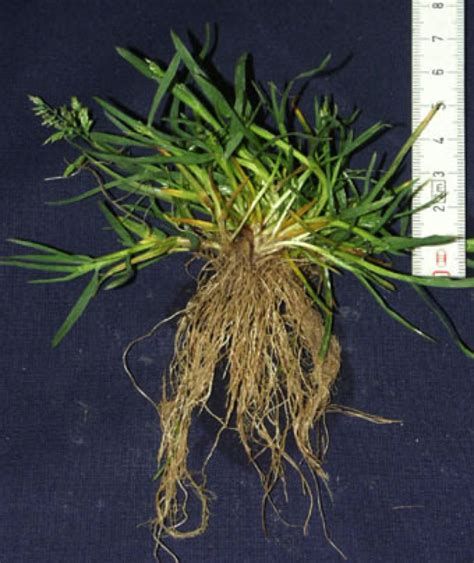 poa annua weed control  recommended treatment options