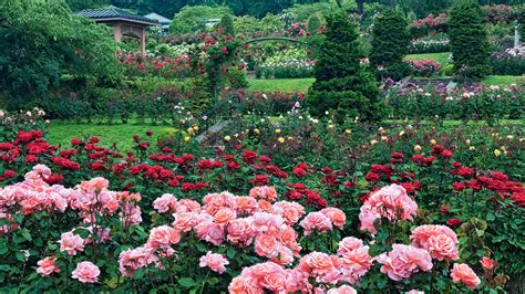 international rose test garden garden review conde nast traveler