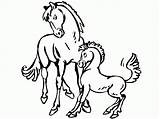 Caballo Caballos Cavalos Potro Yegua Colorat Paarden Cavalo Planse Pintar Paard Yeguas Ponei Veulen Pferd Kleurplaten Fohlen Potrillo Cal Pferde sketch template