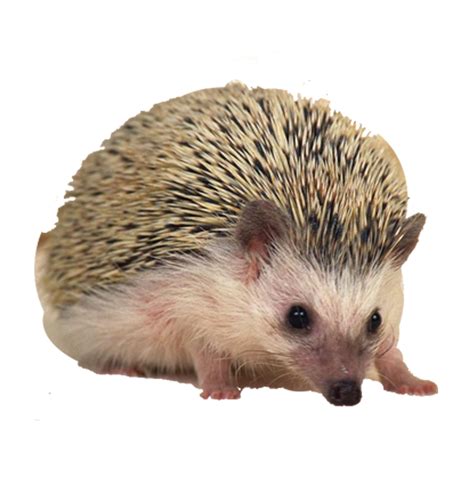 hedgehog png   cliparts  images  clipground