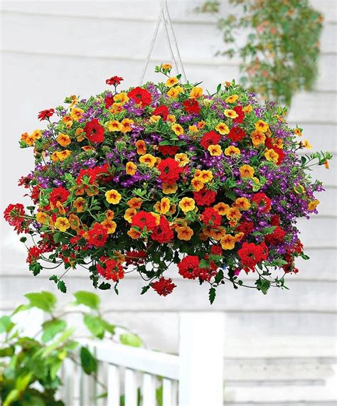 15 Flowers To Use In Hanging Baskets Amazing Ornamental Ideas