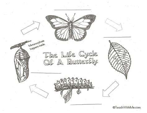 butterfly life cycle coloring pages fareeza crazy