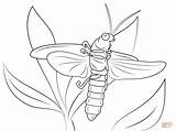 Coloring Bug Pages Lightning Firefly Printable Drawing Insect sketch template