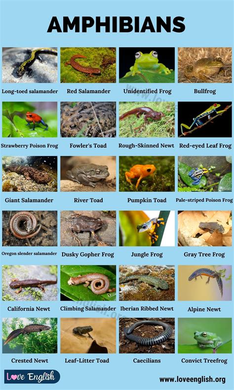 amphibians amazing list   amphibians   world love english