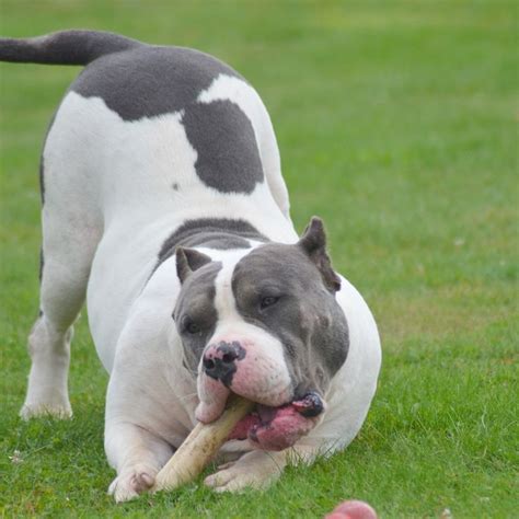 american bully xxl american bully xxl youtube   refers