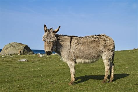 fjord donkey stock image image  lake muli mammal