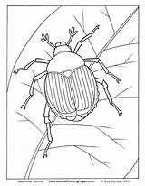Beetle Creepers Crawly Kleurplaten Beetles Insekten Insects Tiere Basteln Colouringpages Vorschule Zeichnungen Kindern Lernen Maikäfer Malvorlagen Voorbeeldsjabloon sketch template