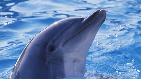 bottlenose dolphins wallpapers images  pictures backgrounds