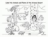 Desert Coloring Animals Habitat Pages Habitats Animal Printable Worksheets Their Printables Plants Kids Clipart Sheets Colour Ocean Mammals Humanity Prairie sketch template