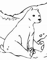 Bear Polar Coloring Pages Animals Arctic Cute Tundra Color Baby Printable Drawing Hare Outline Kids Template Bears Cub Realistic Coca sketch template