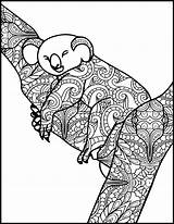 Koala Coloring Adult Animal Pages Adults Printable sketch template