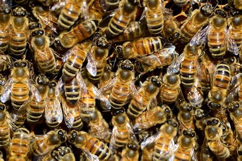 bees   hive   good   beekeeping