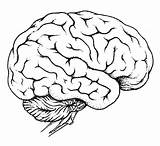 Gehirn Anatomy Cerebro Organs Worksheet Organ Miscellaneous Coloringonly Worksheets Coloringhome Line sketch template