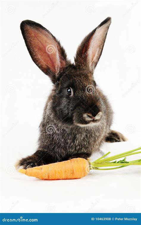 zwart konijntje stock foto image  aanbiddelijk wortel